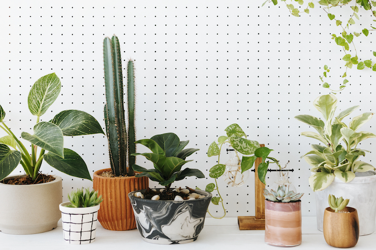 Verbessern Sie die Luftqualität in Ihrem Zuhause mit luftreinigenden Zimmerpflanzen